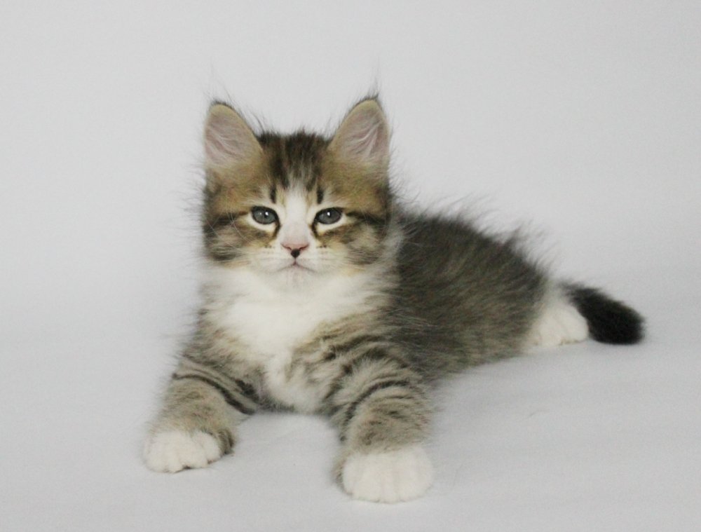 Саш прайс кота