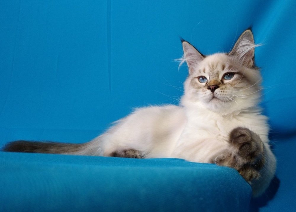 Сибирский гладкошерстный персиковый