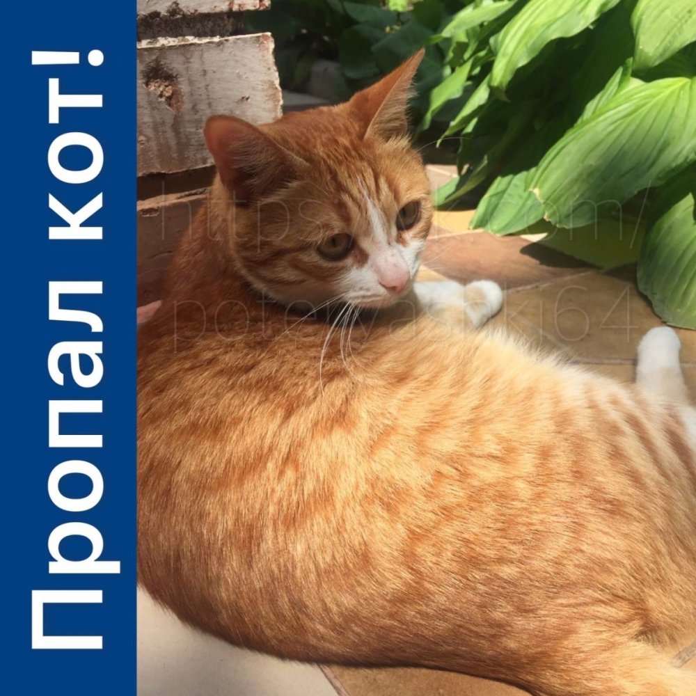 Сибирский гладкошерстный рыжий кот