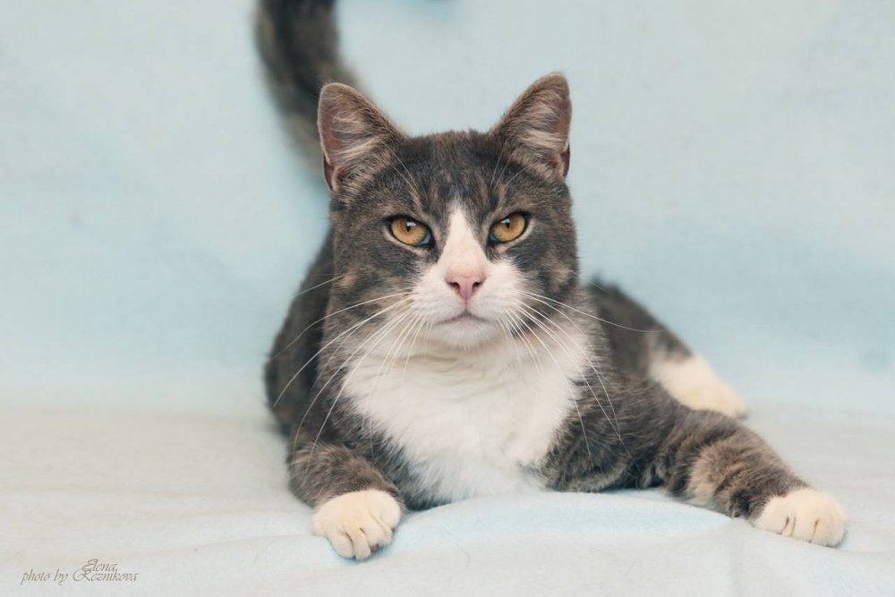 Сибирская серая гладкошерстная кошка