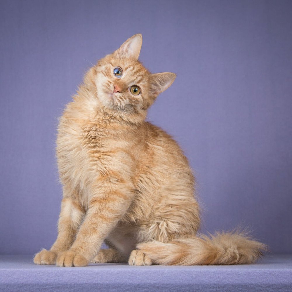 Шотландская кошка прямоухая обои