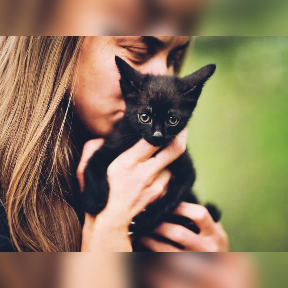 Сибирская кошка гладкошерстная