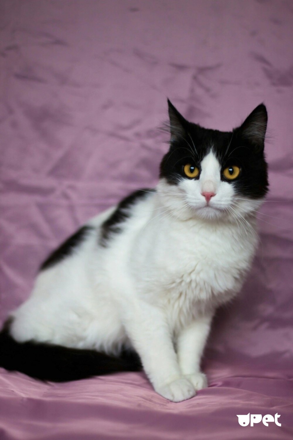 Сибирский гладкошерстный кот черный с белым