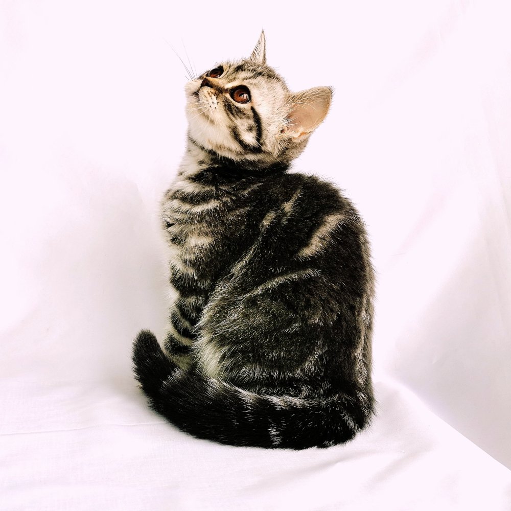 Наполеон порода кошек цена