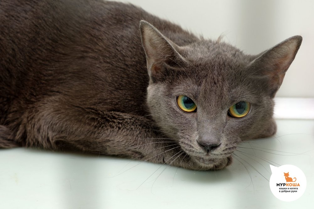 Серая гладкошерстная кошка