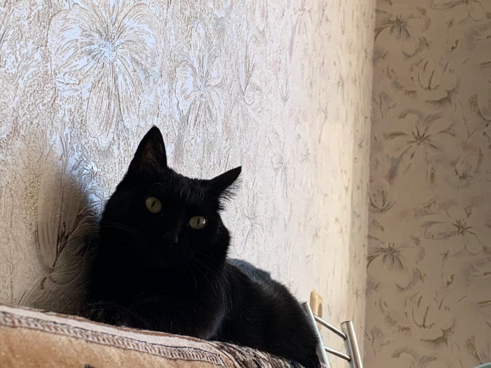 Короткошерстный британец ny25