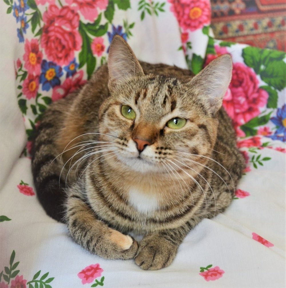 Сибирский полосатый кот гладкошерстный