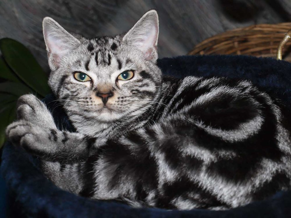 Американская короткошёрстная кошка