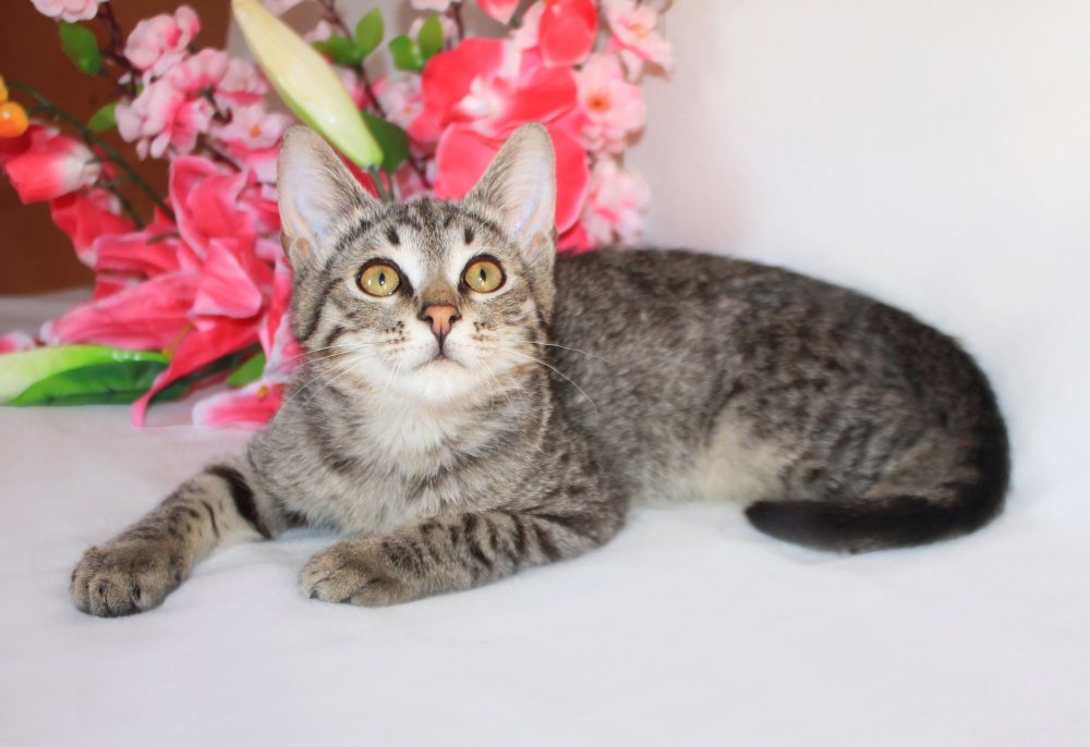 Сибирские котята гладкошерстные