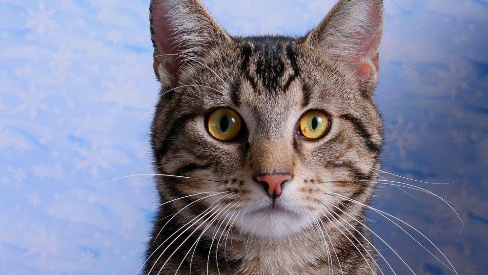 Американская короткошёрстная кошка