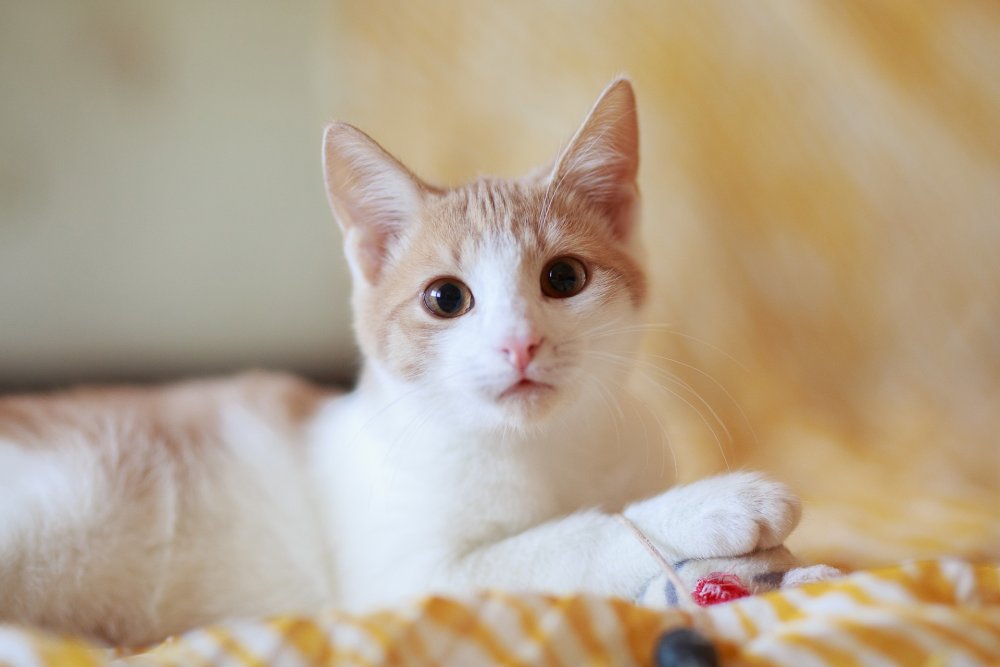 Рыже-белый котенок гладкошерстный