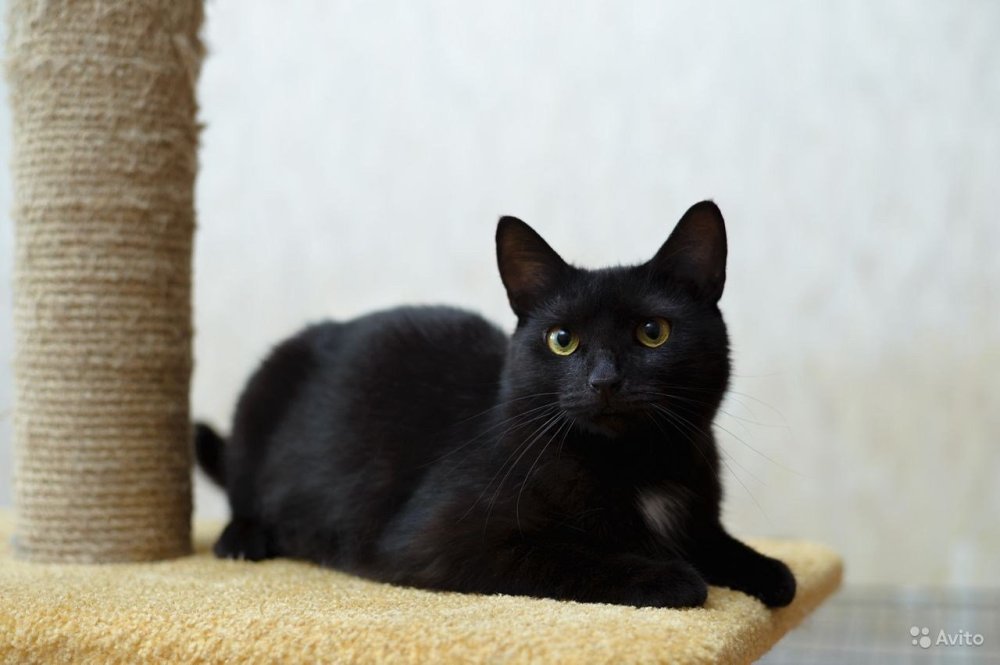 Европейская гладкошерстная кошка черная