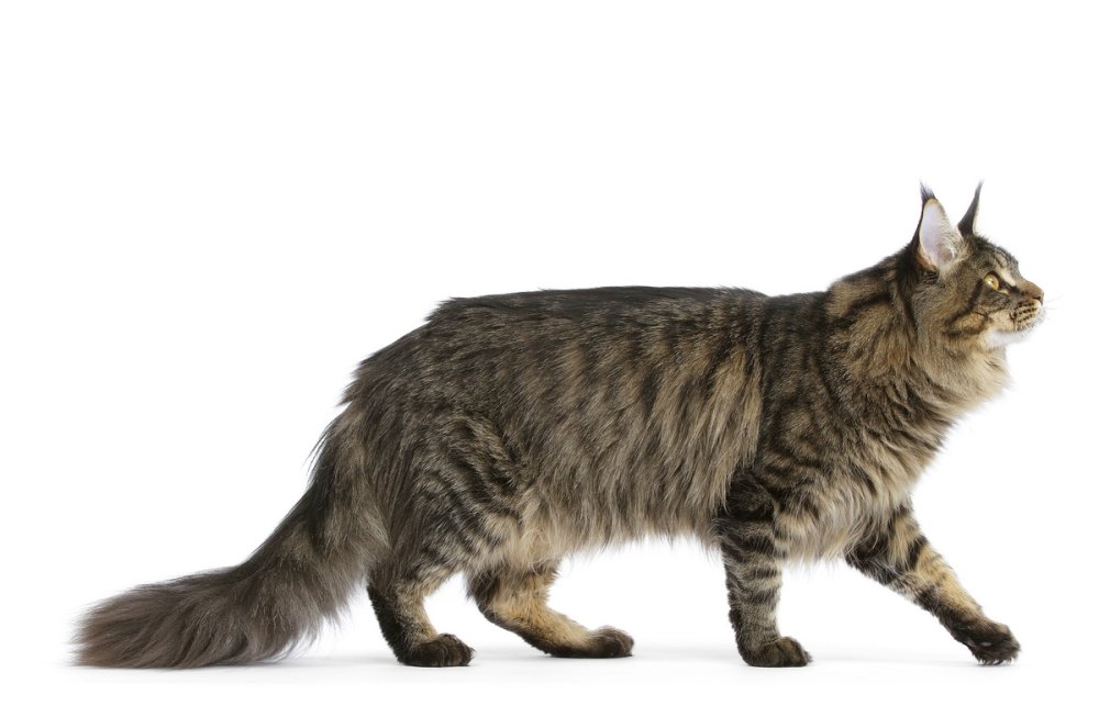 Кошка в полный рост