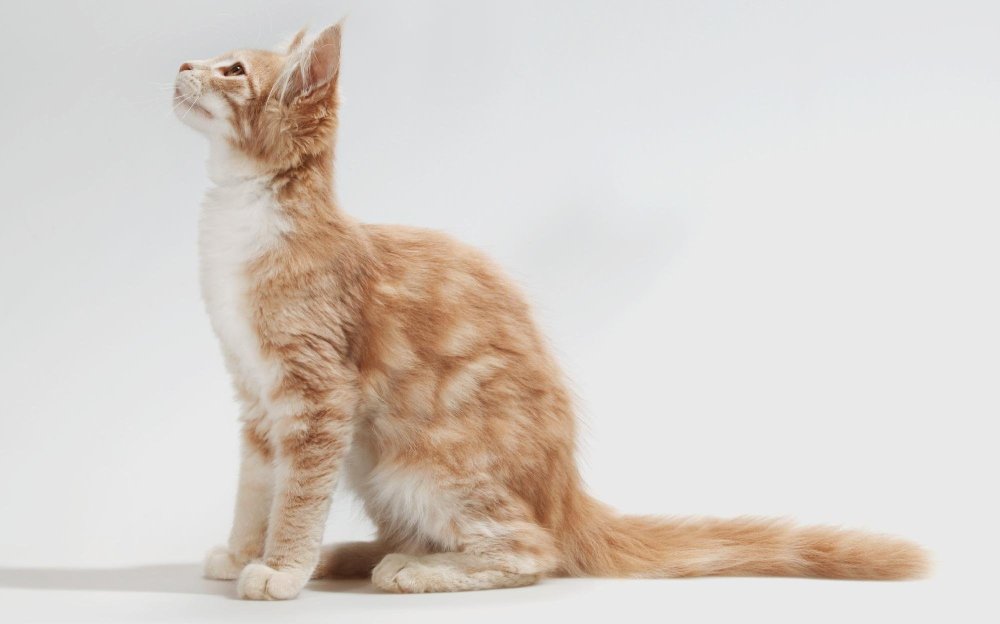 Рыжий кот идет сбоку