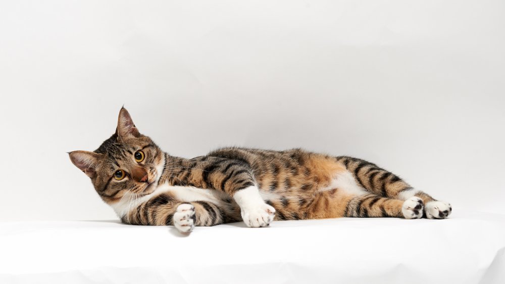 Котенок лежит на боку