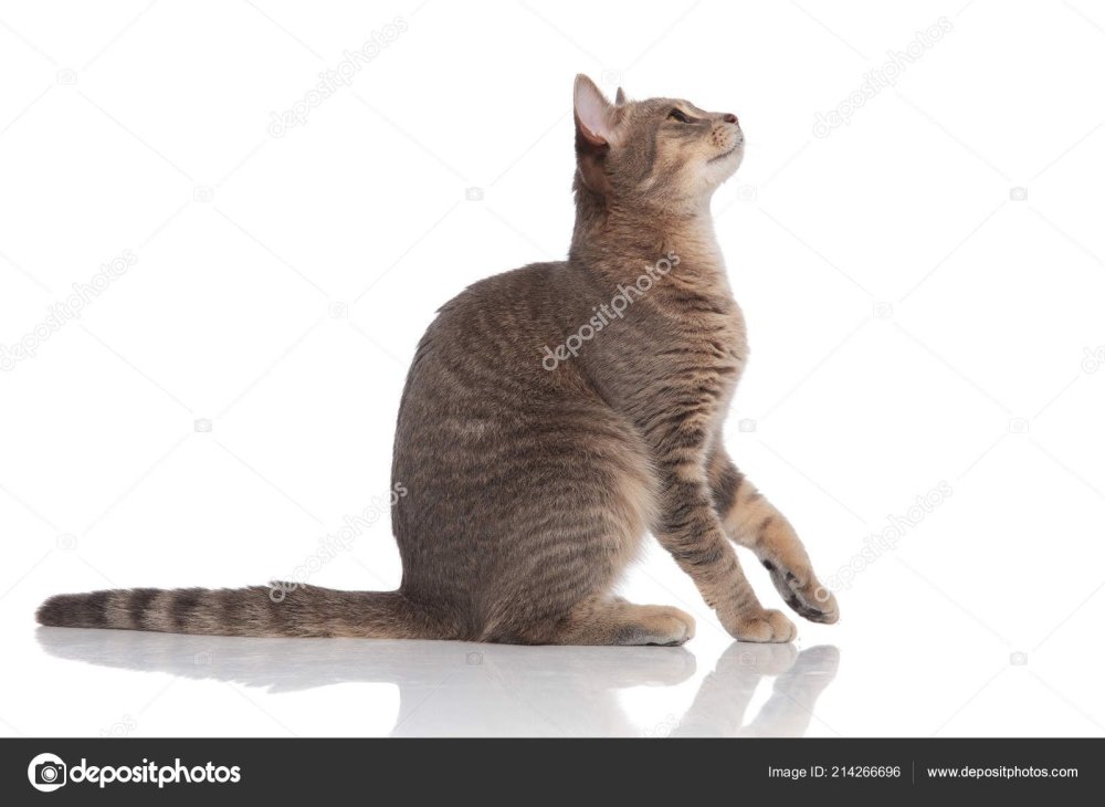 Кот сидит вид сбоку