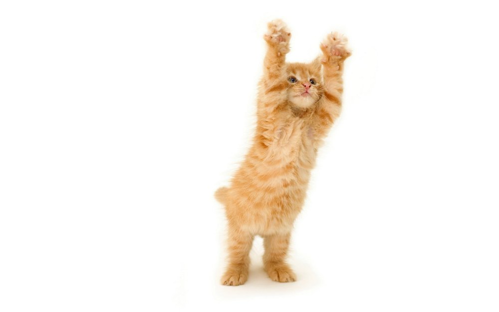 Фон с котиками