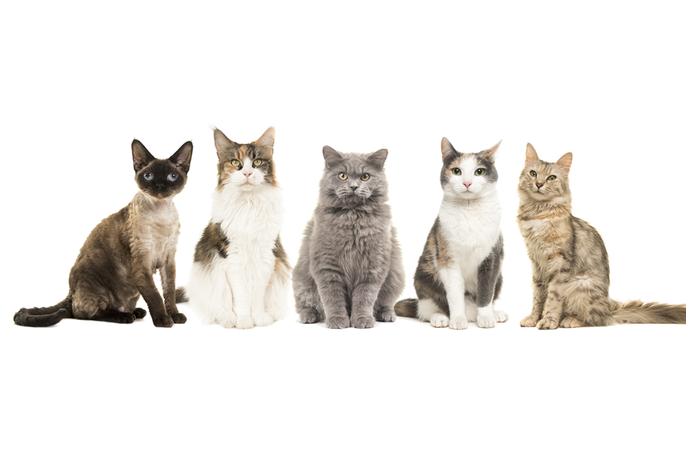 Много котиков