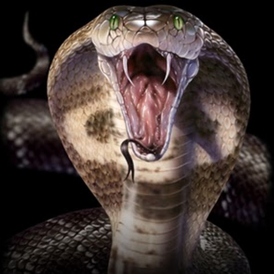 Королевская Кобра клыки