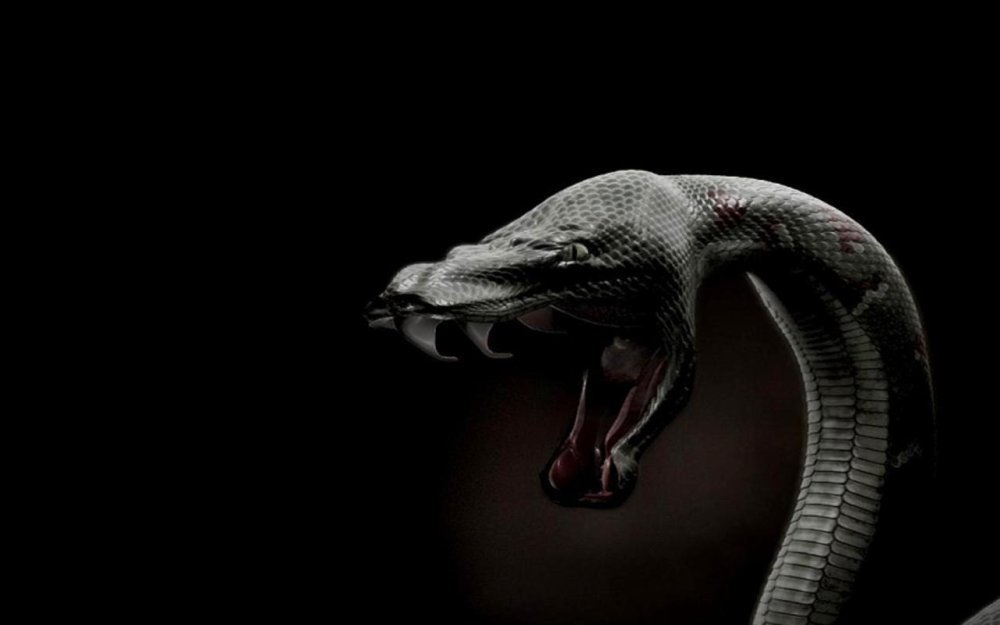 Змея на темном фоне