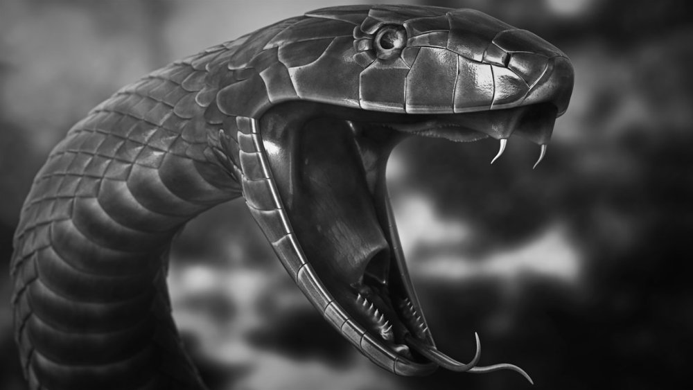 Черная Кобра змея