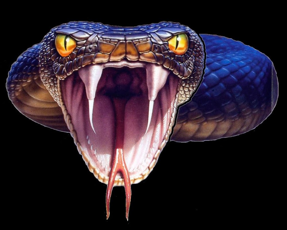 Королевская Кобра клыки