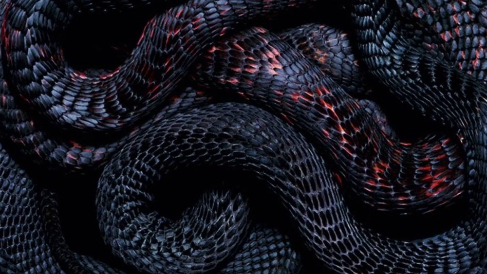 Змея на черном фоне