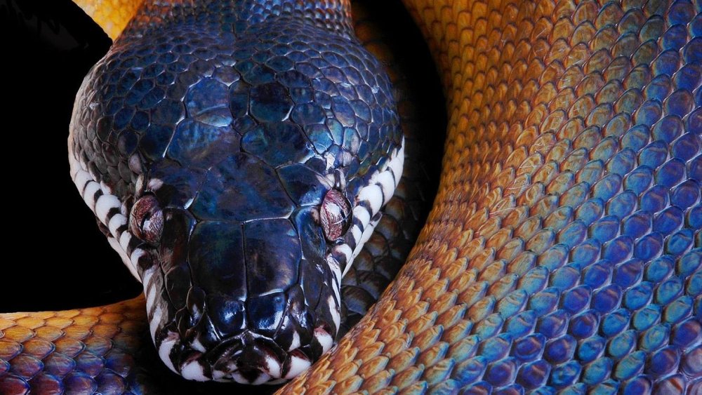 Змея с открытым ртом
