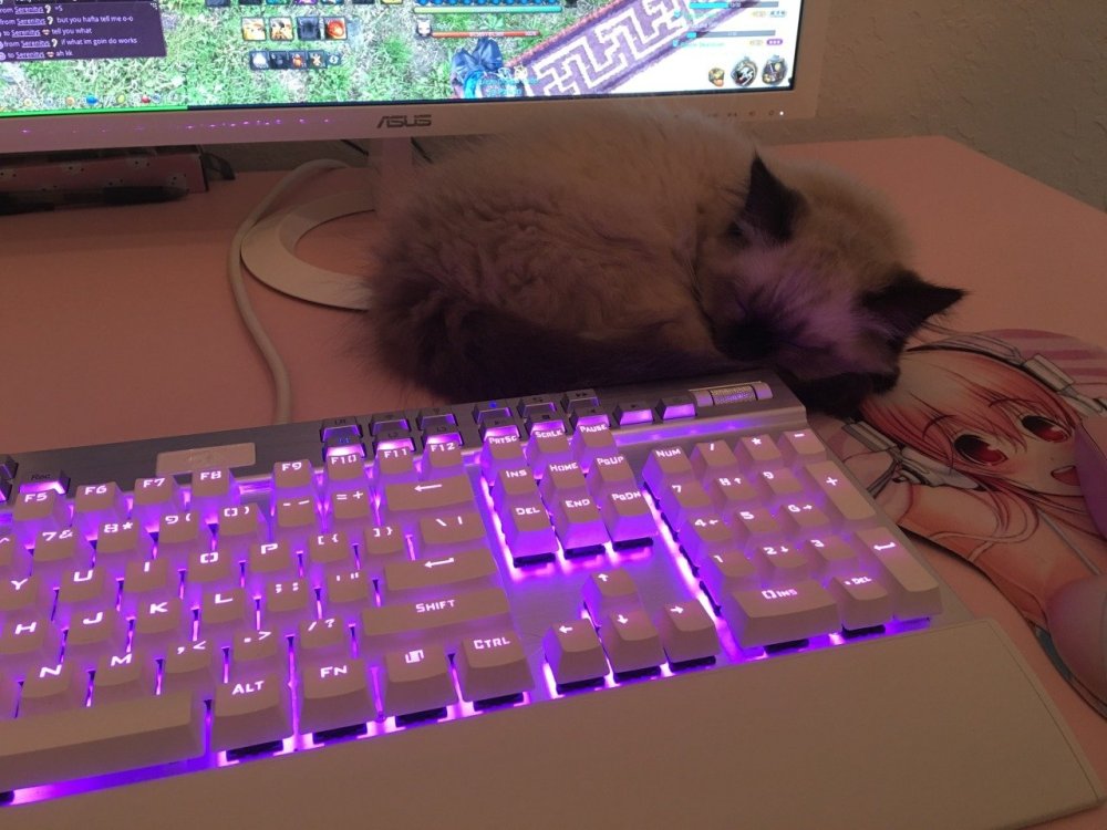 Котик на клавиатуре с подсветкой