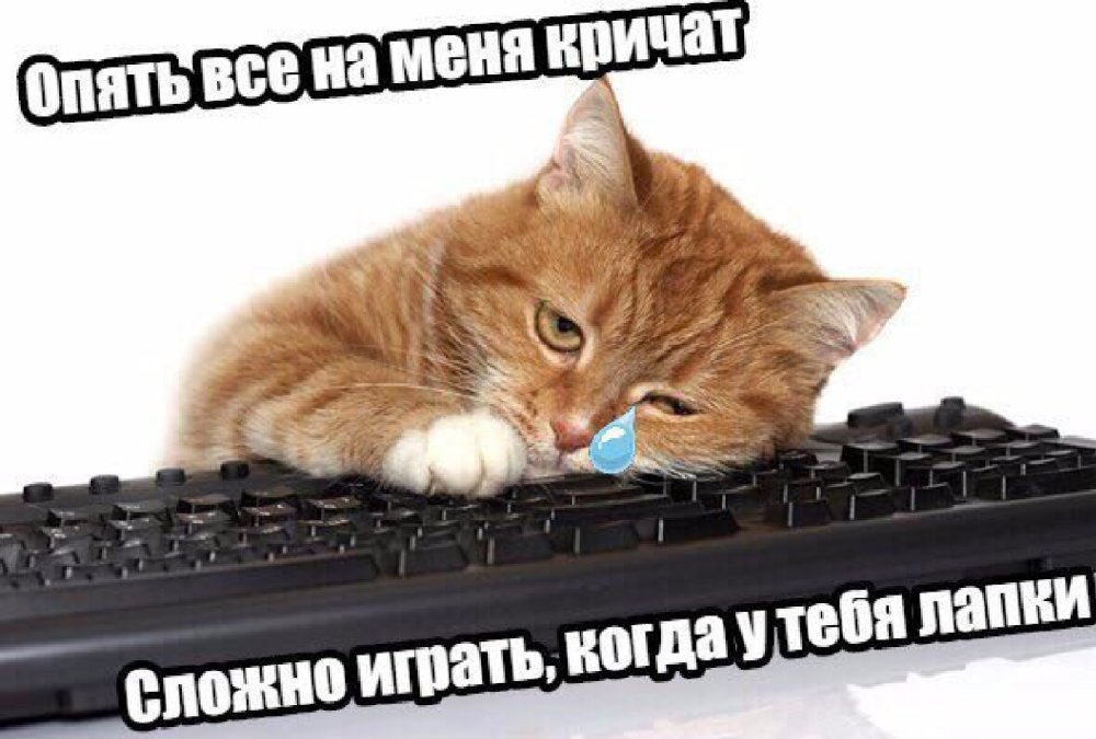Уставший кот на клавиатуре