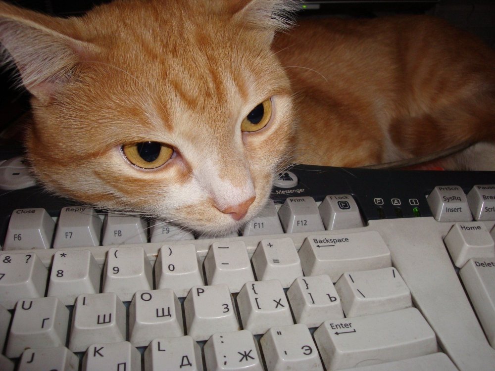 Коты на клавиатуре