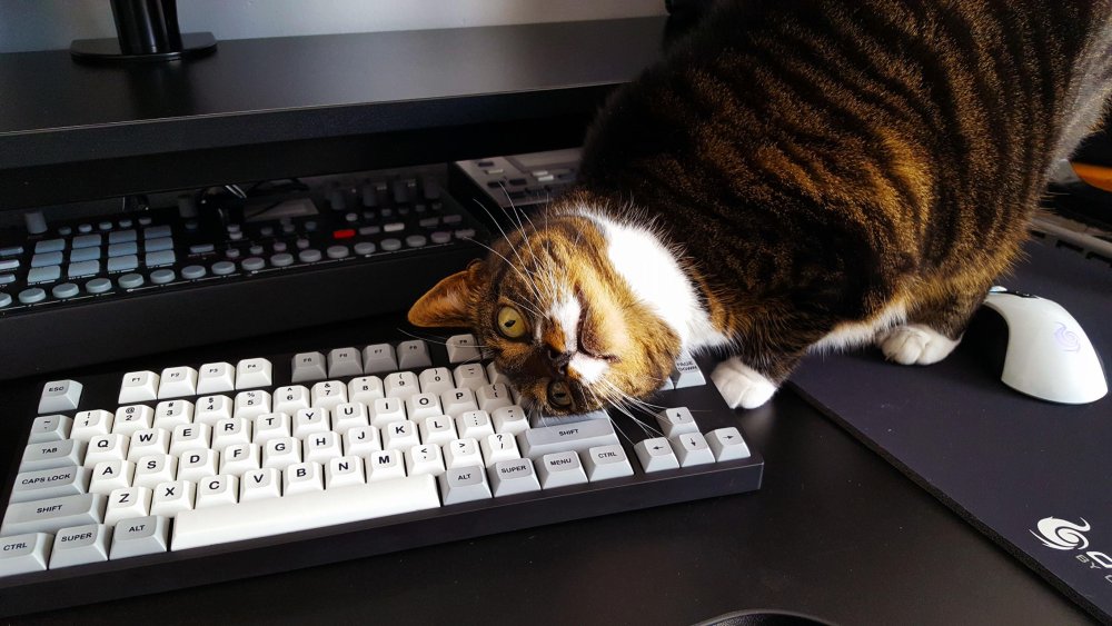 Кот на клавиатуре