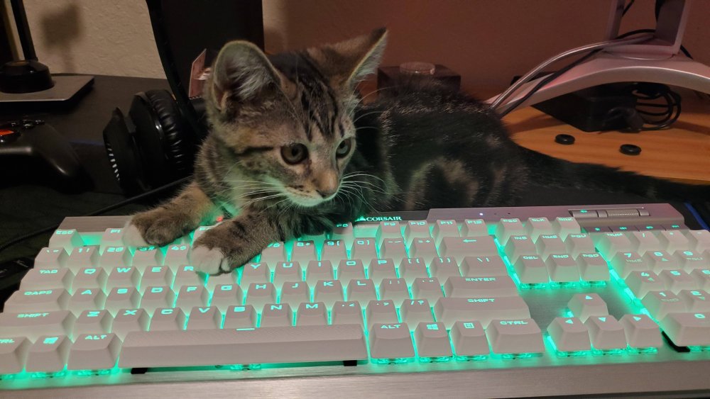 Котик на клавиатуре с подсветкой