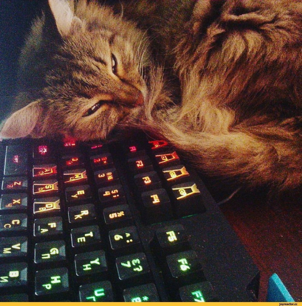 Котик на клавиатуре