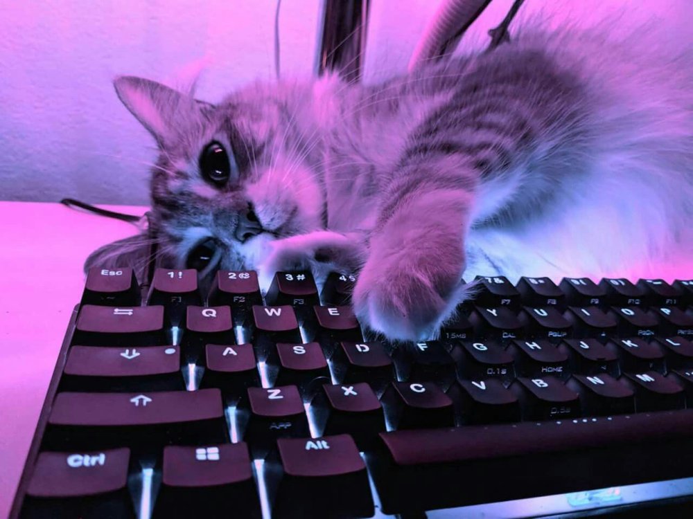 Котенок на клавиатуре