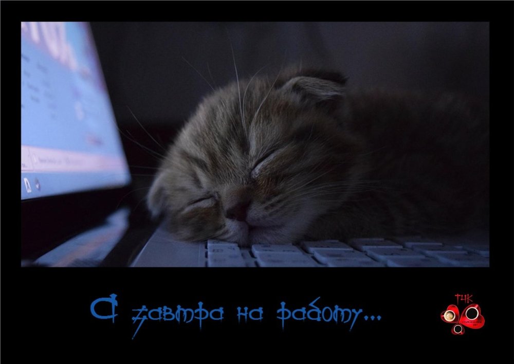 Котик спит ночью