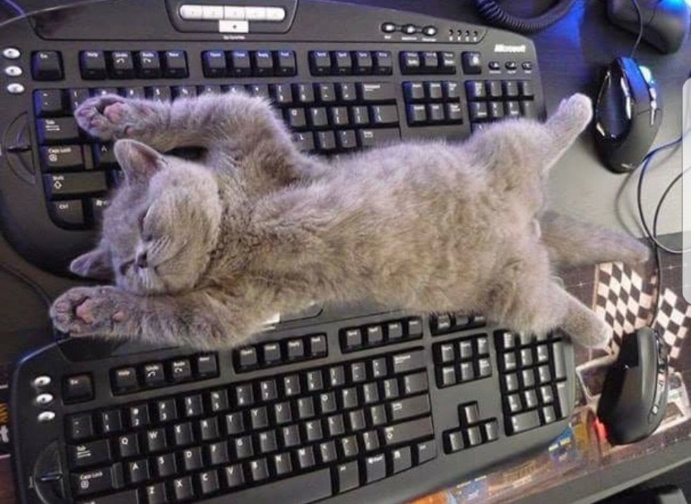 Кот на клавиатуре