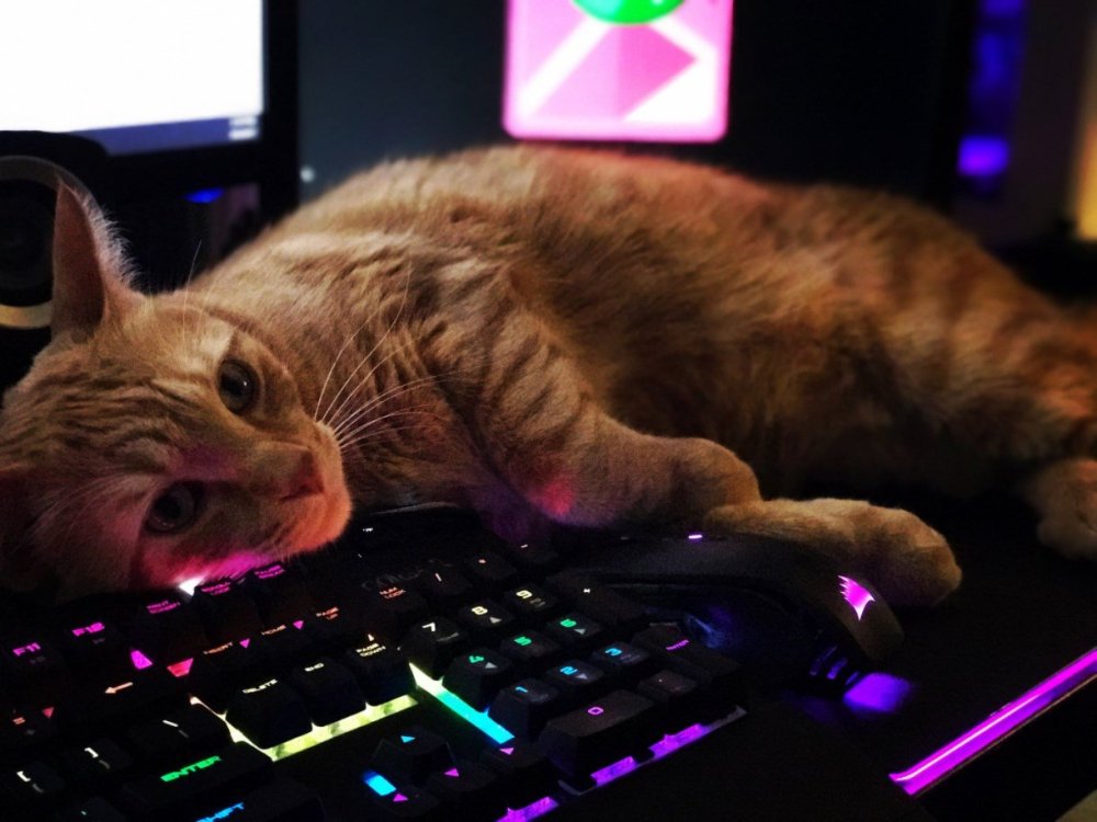 Коты за компьютером