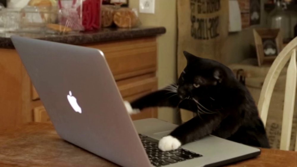 Кот печатает на компе