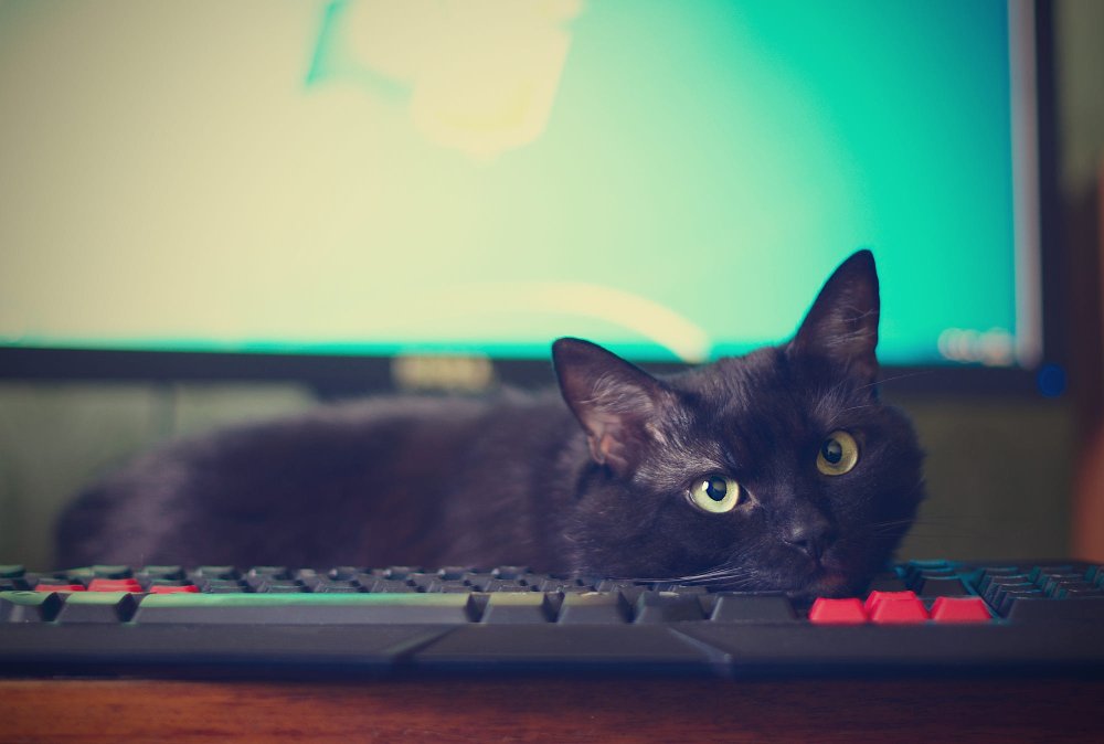 Обои на ПК котики