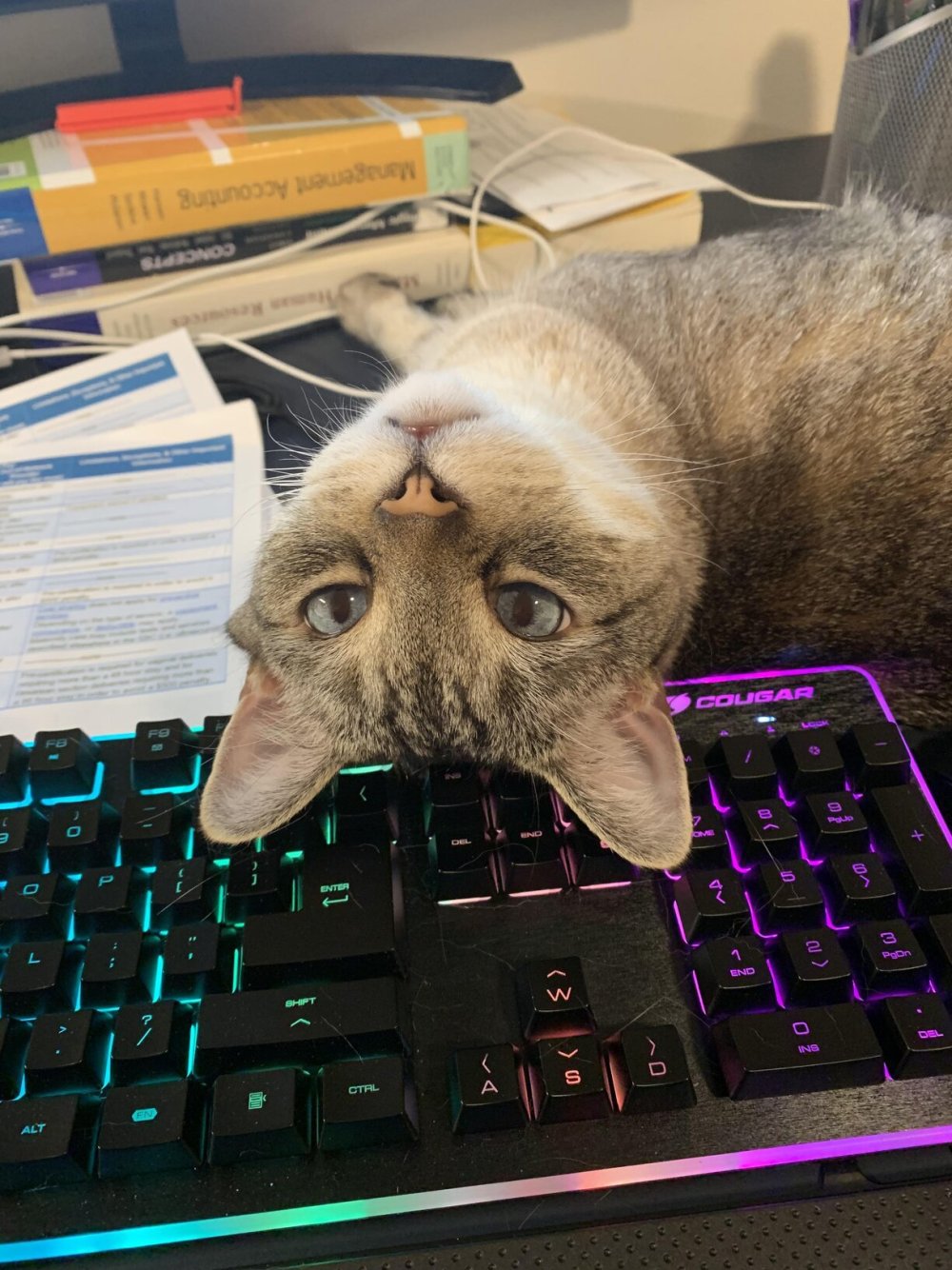 Котик на клавиатуре