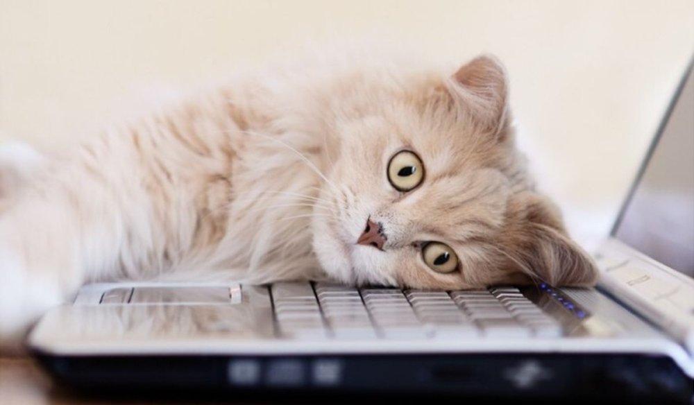 Котенок за компьютером