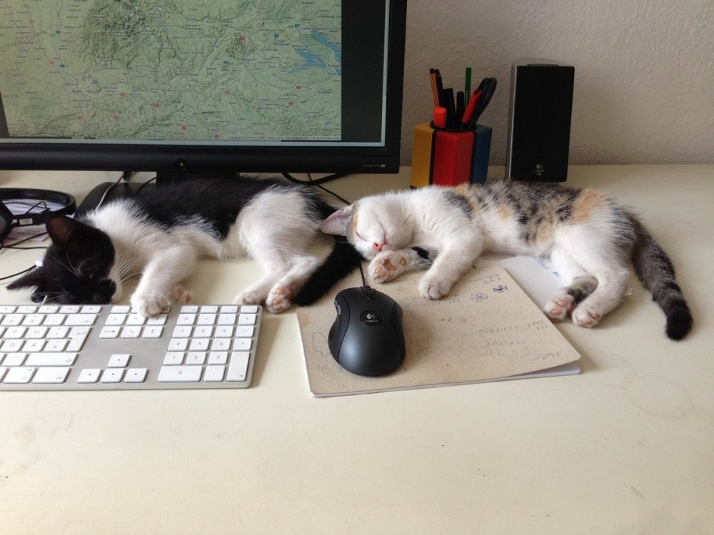 Кот уснул на клавиатуре