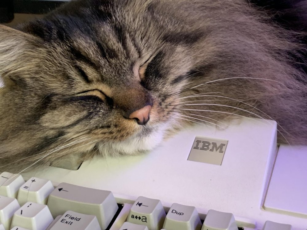 Защита клавиатуры от кошек