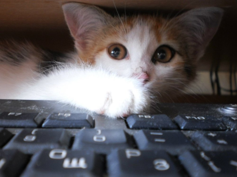 Милые котики на клавиатуру