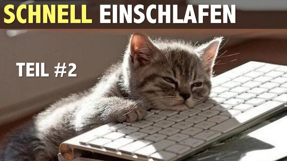 Котенок за компьютером