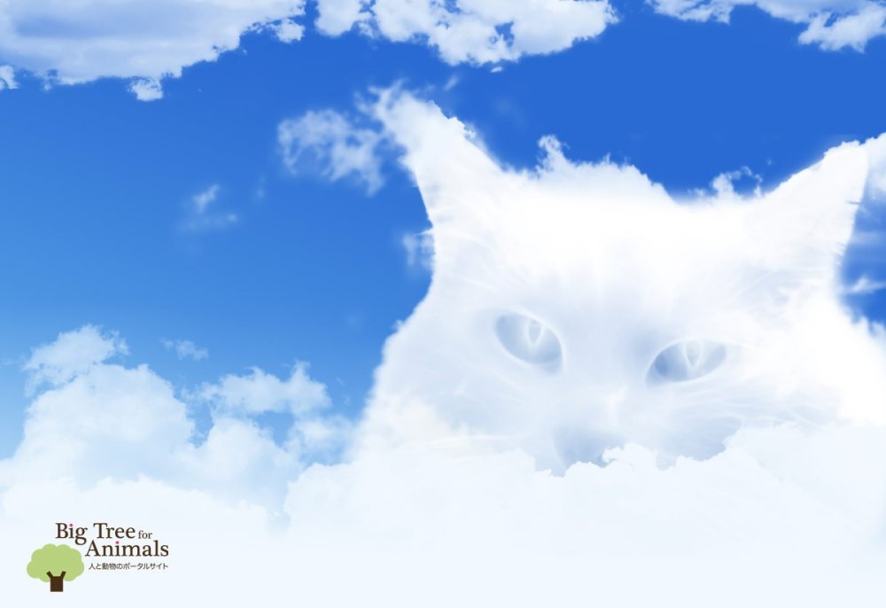 Облако в форме кота