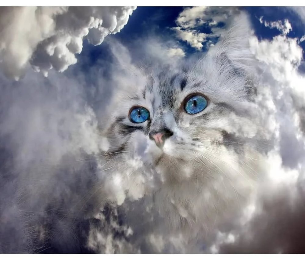 Котик в облаках