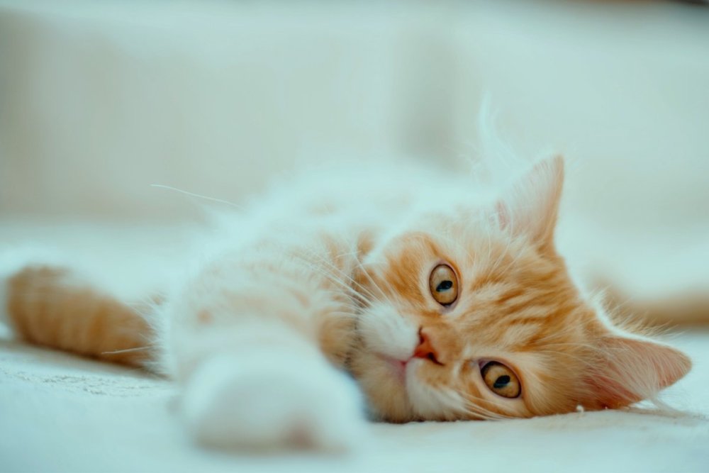 Котик персик