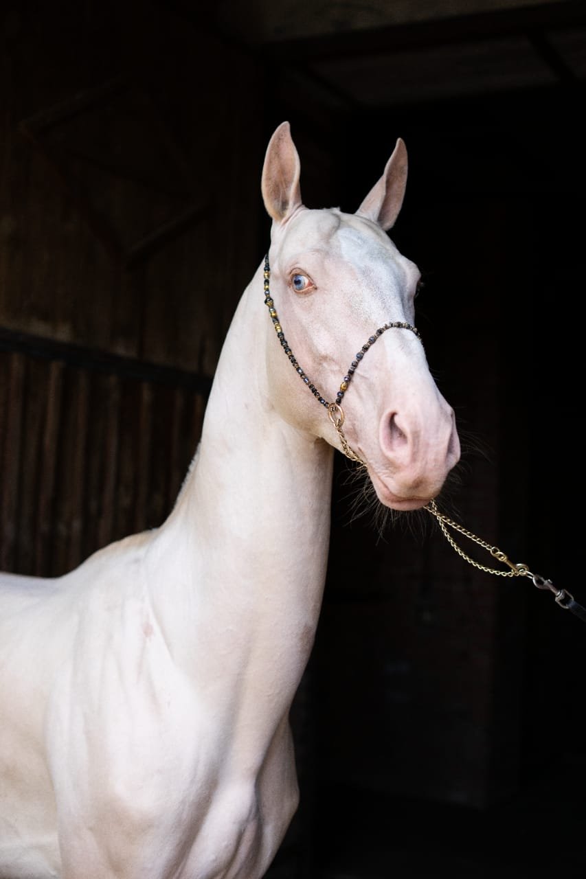 Имена для лошадей